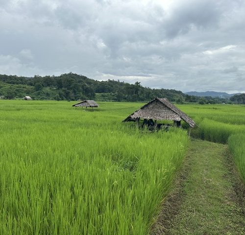 FOR THE ENJOYER: Two Weeks Thailand Tour
